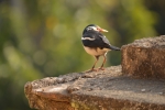 A NICE BIRD ON THE ROOF OF HOUSE