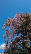 Tabebuia rosea 