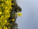 Yellow Mustard Flower Blooming in Field