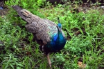 Indian Peacock
