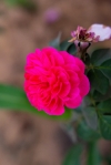 Pink Rose you love it