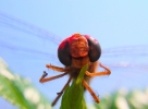 Macro100