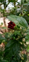 A bud who become a flower one day. 