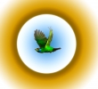 barbet bird