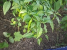 Green chilli plant 
