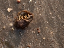 a crab hiding from the shell