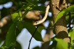 back Treesnake