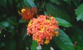 image of flower chethipoo kerala