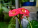 raindrop on flower