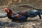 मुर्गा 