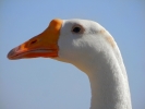 ડક