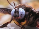Xylocopa latipes(bumblebee)