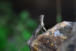 lizard