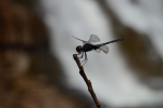 dregonfly