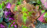 colorful leaves 