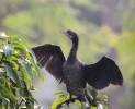 Little Cormorant - Show Stopper