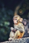 Baby monkey 3