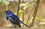 Oriental Magpie Robin