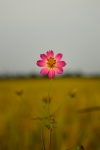 Wild cosmos flowers 5