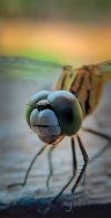Micro Phtography