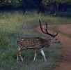 Spotted deer Male