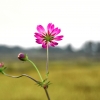 Wild cosmos flowers 8
