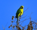 parrot