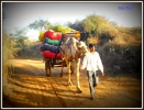 Village life,Rajesthan