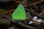 butterfly 3