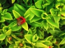 Plant leaves