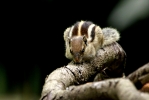 Palm Squirell