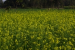 Beautiful mustard fields against blue sky