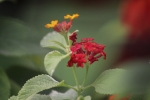 beautiful tiny red flowers
