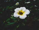 Flower and bee