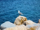 Sea