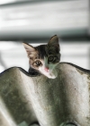 Cat on the roof