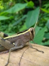 Grasshopper 