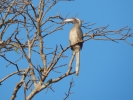 Grey Hornbill