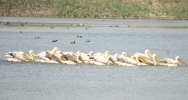 Great White Pelican