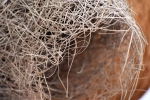 Weaver Bird Nest