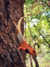 Oriental garden lizard