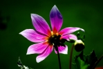 Delicate b eauty