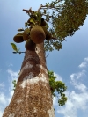 Jackfruit,fruit,