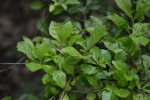 Green Plant
