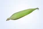 Fresh Corn 