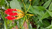 Red and yellow colored flower
