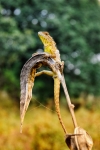 garden lizard 