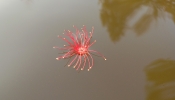 Kunbhi flowers 