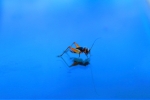 grashopper