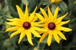 Marguerite daisy